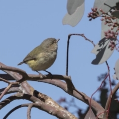 Smicrornis brevirostris (Weebill) at Bruce, ACT - 2 Sep 2018 by Alison Milton
