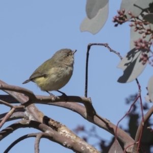 Smicrornis brevirostris at Bruce, ACT - 2 Sep 2018