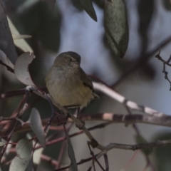 Smicrornis brevirostris at Bruce, ACT - 2 Sep 2018