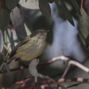 Smicrornis brevirostris at Bruce, ACT - 2 Sep 2018