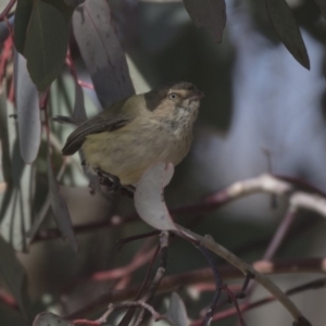 Smicrornis brevirostris at Bruce, ACT - 2 Sep 2018