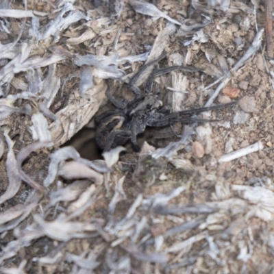 Venatrix sp. (genus) (Unidentified Venatrix wolf spider) at Gossan Hill - 2 Sep 2018 by AlisonMilton