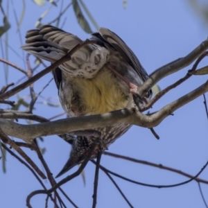 Anthochaera carunculata at Bruce, ACT - 2 Sep 2018