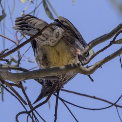 Anthochaera carunculata (Red Wattlebird) at Flea Bog Flat to Emu Creek Corridor - 2 Sep 2018 by AlisonMilton