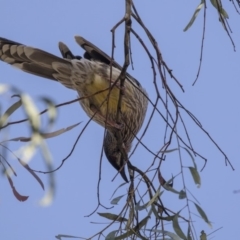 Anthochaera carunculata at Bruce, ACT - 2 Sep 2018 02:36 PM