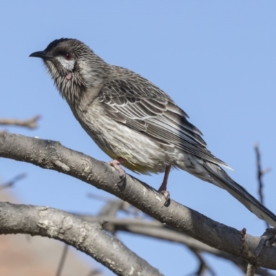 Anthochaera carunculata (Red Wattlebird) at Belconnen, ACT - 2 Sep 2018 by Alison Milton