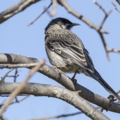 Anthochaera carunculata at Belconnen, ACT - 2 Sep 2018