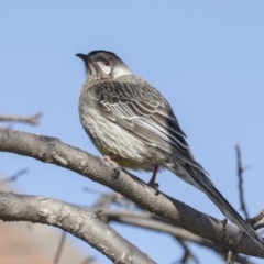 Anthochaera carunculata at Belconnen, ACT - 2 Sep 2018