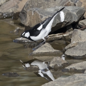 Grallina cyanoleuca at Belconnen, ACT - 2 Sep 2018