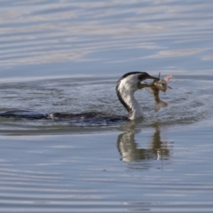 Microcarbo melanoleucos (Little Pied Cormorant) at Belconnen, ACT - 2 Sep 2018 by AlisonMilton