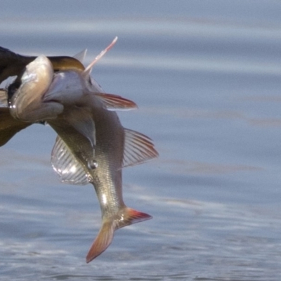 Perca fluviatilis (Redfin) at Belconnen, ACT - 2 Sep 2018 by AlisonMilton