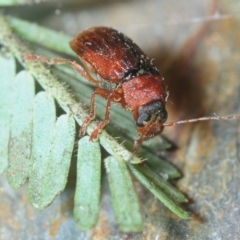 Cryptocephalinae (sub-family) (A case-bearing leaf beetle) at Gossan Hill - 2 Sep 2018 by Harrisi