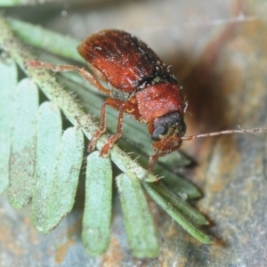 Cryptocephalinae (sub-family) at Bruce, ACT - 2 Sep 2018 07:57 PM