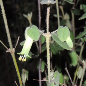 Correa reflexa var. reflexa at Greenway, ACT - 18 Oct 2015 08:12 PM