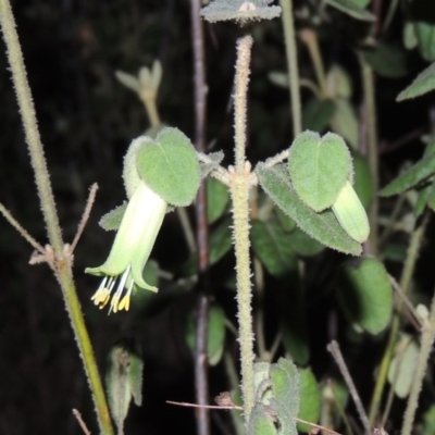 Correa reflexa var. reflexa (Common Correa, Native Fuchsia) at Pine Island to Point Hut - 18 Oct 2015 by michaelb