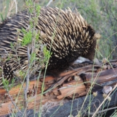 Tachyglossus aculeatus (Short-beaked Echidna) at Greenway, ACT - 14 Dec 2014 by MichaelBedingfield