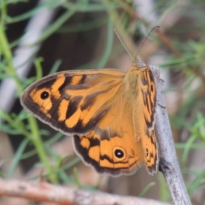 Heteronympha merope at Greenway, ACT - 14 Dec 2014 07:49 PM