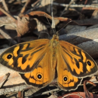 Heteronympha merope (Common Brown Butterfly) at Pine Island to Point Hut - 11 Dec 2014 by michaelb