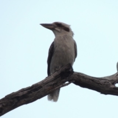 Dacelo novaeguineae (Laughing Kookaburra) at Tharwa, ACT - 2 Sep 2018 by MichaelBedingfield