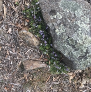 Viola odorata at Griffith, ACT - 3 Sep 2018 11:49 AM