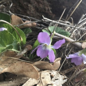 Viola odorata at Griffith, ACT - 3 Sep 2018