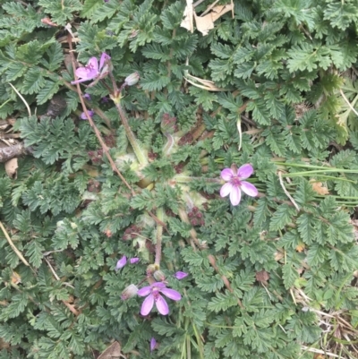 Erodium cicutarium (Common Storksbill, Common Crowfoot) at Griffith, ACT - 3 Sep 2018 by ianandlibby1