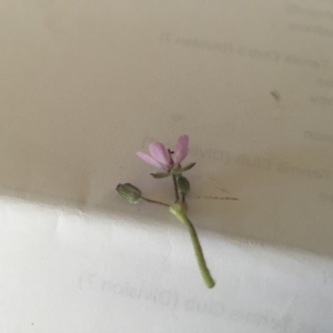 Erodium cicutarium at Griffith, ACT - 3 Sep 2018 11:51 AM