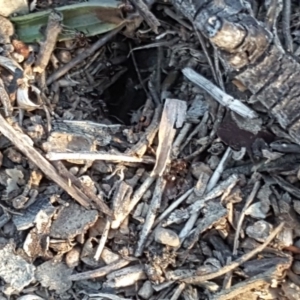 Papyrius nitidus at O'Malley, ACT - suppressed