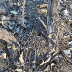 Papyrius nitidus at O'Malley, ACT - suppressed