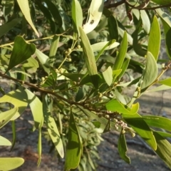 Acacia melanoxylon (Blackwood) at O'Malley, ACT - 3 Sep 2018 by Mike