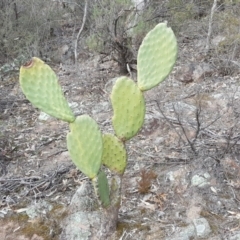 Opuntia ficus-indica (Indian Fig, Spineless Cactus) at O'Malley, ACT - 3 Sep 2018 by Mike