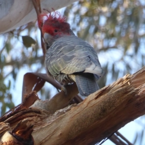 Callocephalon fimbriatum at Hughes, ACT - 3 Sep 2018