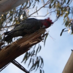 Callocephalon fimbriatum at Hughes, ACT - 3 Sep 2018