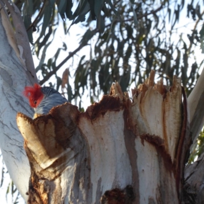 Callocephalon fimbriatum (Gang-gang Cockatoo) at Hughes, ACT - 3 Sep 2018 by JackyF