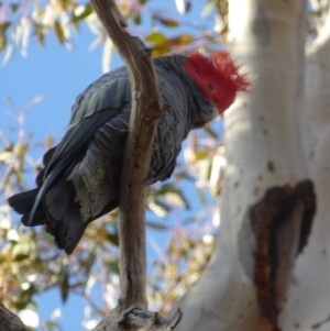 Callocephalon fimbriatum at Hughes, ACT - suppressed