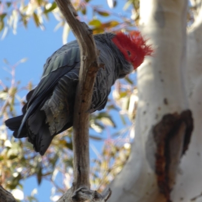 Callocephalon fimbriatum (Gang-gang Cockatoo) at Hughes, ACT - 3 Sep 2018 by JackyF