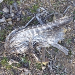 Podargus strigoides (Tawny Frogmouth) at Hughes, ACT - 3 Sep 2018 by JackyF