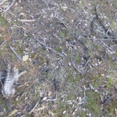 Podargus strigoides at Hughes, ACT - 3 Sep 2018 04:19 PM