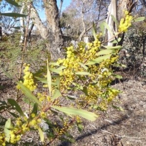 Acacia rubida at Deakin, ACT - 2 Sep 2018 03:29 PM