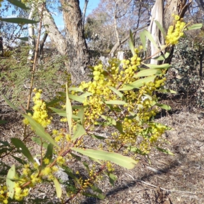 Acacia rubida (Red-stemmed Wattle, Red-leaved Wattle) at Deakin, ACT - 2 Sep 2018 by JackyF