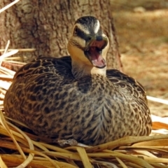 Anas superciliosa (Pacific Black Duck) at National Zoo and Aquarium - 3 Sep 2018 by RodDeb