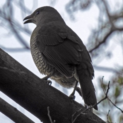 Ptilonorhynchus violaceus (Satin Bowerbird) at Canberra Central, ACT - 3 Sep 2018 by RodDeb