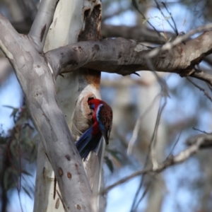 Platycercus elegans at Acton, ACT - 26 Aug 2018