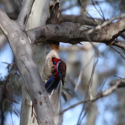 Platycercus elegans (Crimson Rosella) at Acton, ACT - 25 Aug 2018 by redsnow