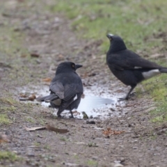 Strepera graculina (Pied Currawong) at Fyshwick, ACT - 2 Sep 2018 by Alison Milton