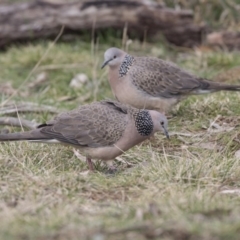 Spilopelia chinensis (Spotted Dove) at Fyshwick, ACT - 3 Sep 2018 by AlisonMilton