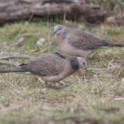 Spilopelia chinensis (Spotted Dove) at Jerrabomberra Wetlands - 2 Sep 2018 by Alison Milton