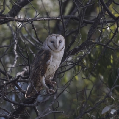 Tyto alba (Barn Owl) at Fyshwick, ACT - 3 Sep 2018 by Alison Milton