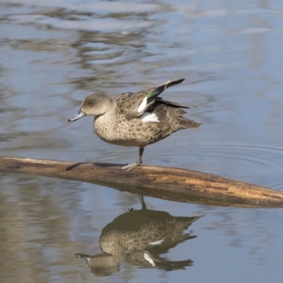 Anas gracilis (Grey Teal) at Fyshwick, ACT - 3 Sep 2018 by AlisonMilton