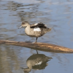 Anas gracilis at Fyshwick, ACT - 3 Sep 2018 10:30 AM